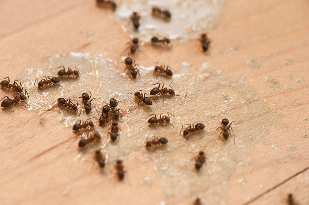 Professional Pest Control in West Salem, WI